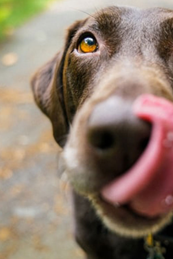 Hund-mit-ausgestreckter-Zunge