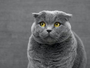 Katze mit Übergewicht