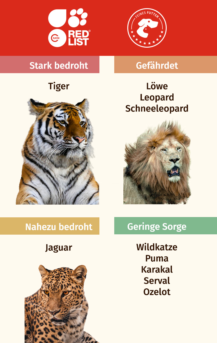 Bedrohte Arten IUCN Red List Katzen